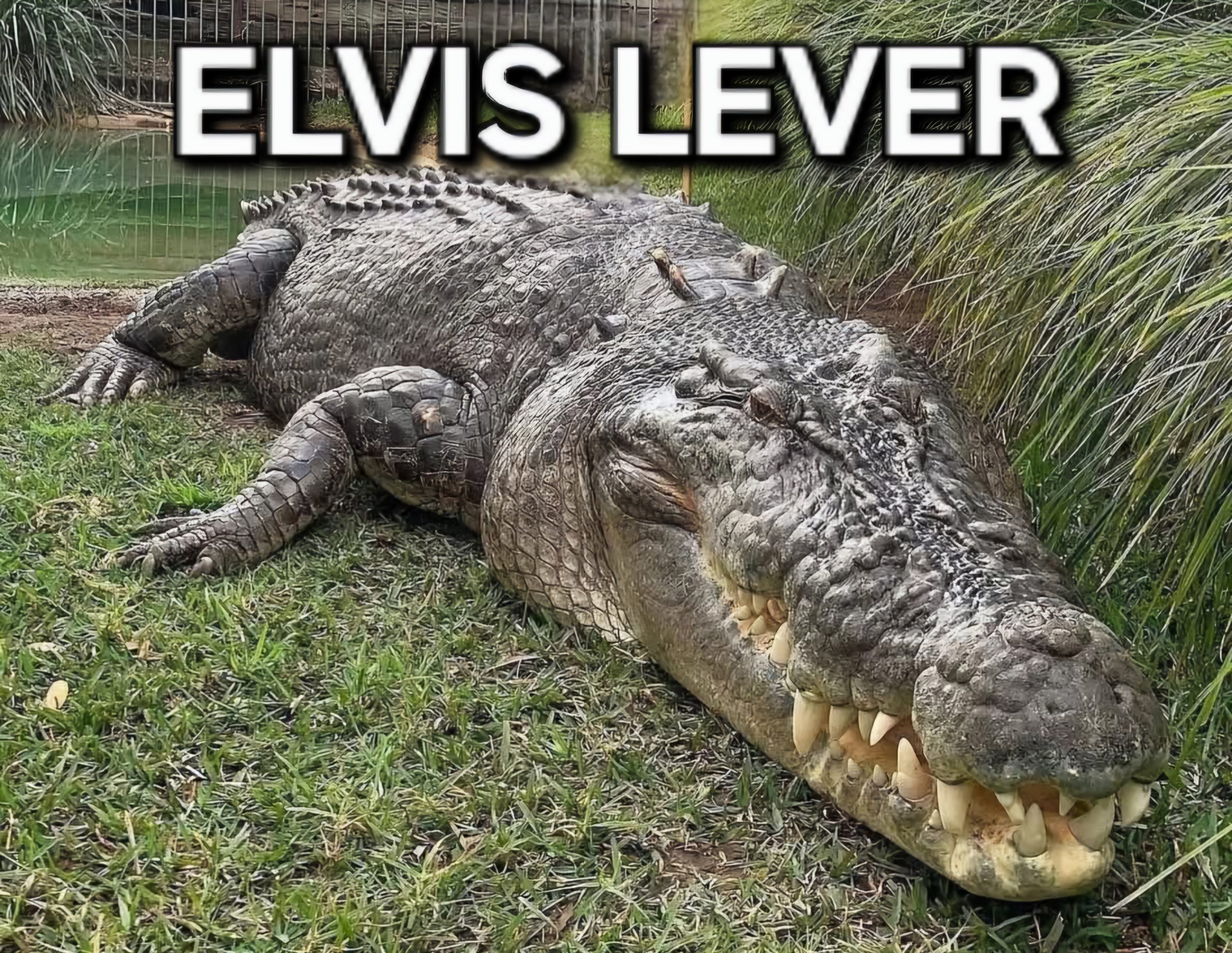 Elvis lever: Den største stjerne i Australian Reptile Park!